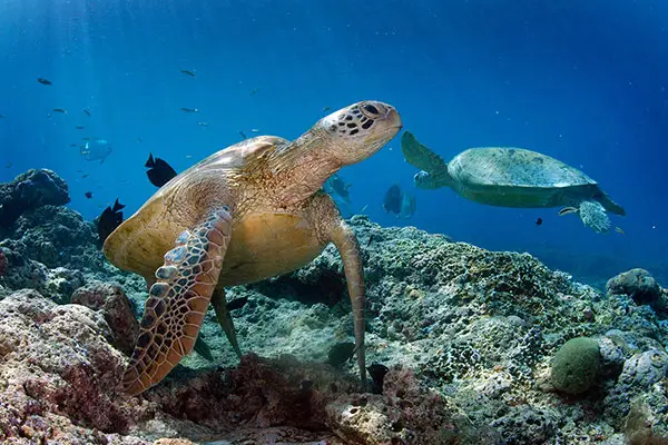 Turtle Islands Park