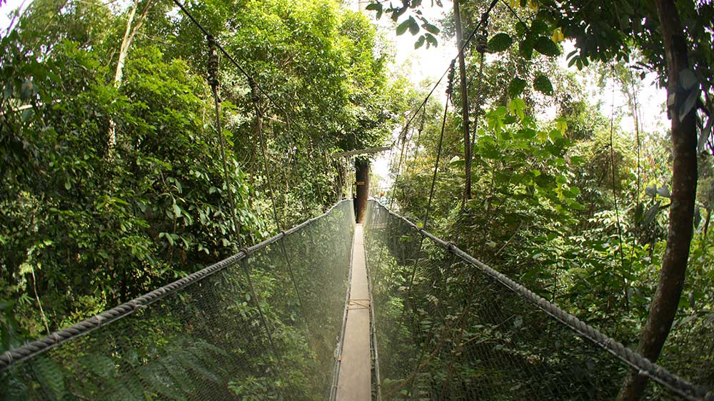 Poring Hot Spring | Canopy Walkway - The Official Sabah Parks Website