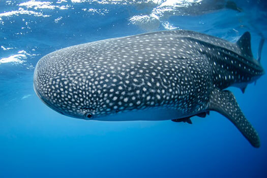 Whale shark spotted in Pulau Sapi waters off KK coast