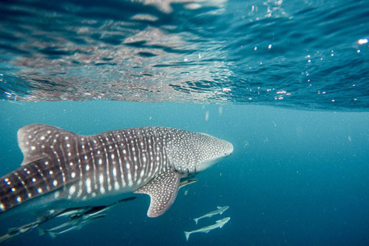 Sabah Parks going after whale shark rider in Semporna waters